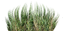 grass.png