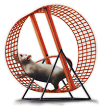 mouse-wheel.jpg.gif