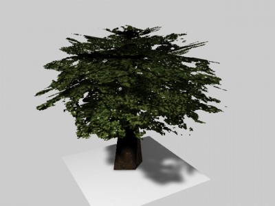 tree1.jpg